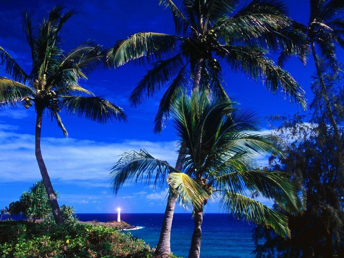 Palm trees and lighthouse on a tropical coast