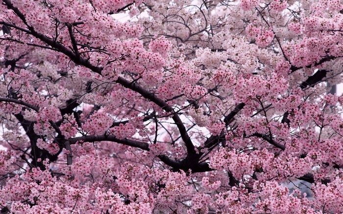 Cherry blossom trees in full bloom