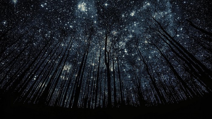 Forest canopy against a starry night sky