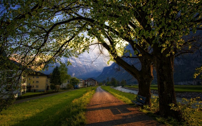 Sunlit Pathway through Trees with Mountain View