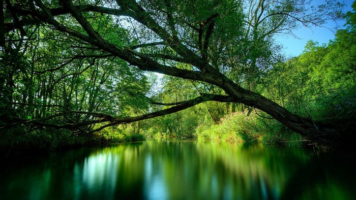 A tree branch overhangs a calm river in a green forest