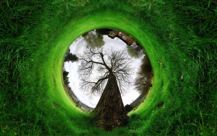 A tree in a circular grassy landscape