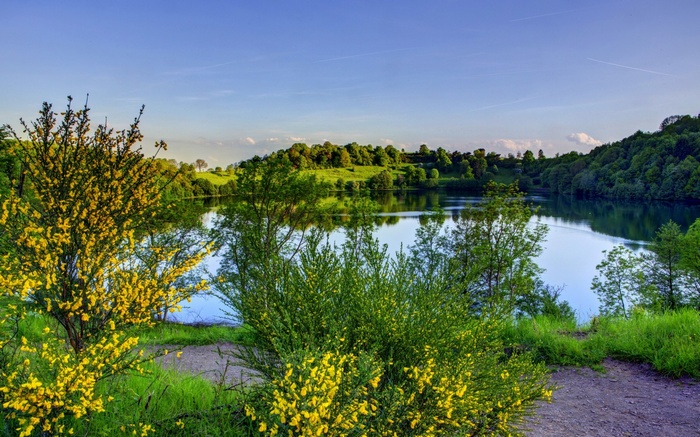 Yellow flowering bushes by a lake