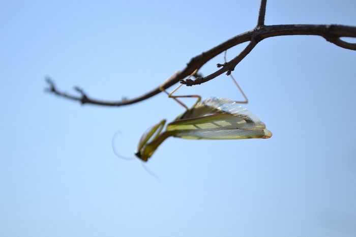 Praying mantis hanging from a branch against a blue sky