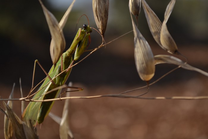 Green praying mantis on a dry plant stem