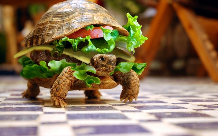 Turtle burger on a chessboard