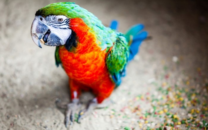 Colorful Macaw Parrot with Vibrant Feathers