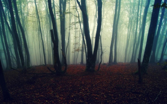 Misty forest with fallen leaves and tall trees
