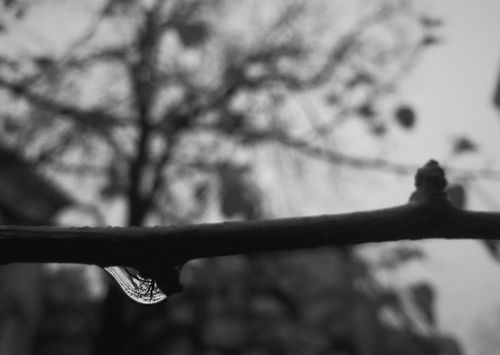 Monochrome macro of a water drop on a branch reflecting trees