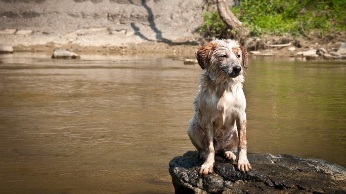 Wet dog sitting on a rock in a river