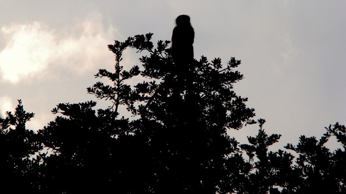 Silhouette of an owl perched on a tree branch