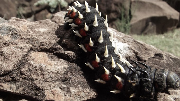 Black caterpillar with white spikes on a rock