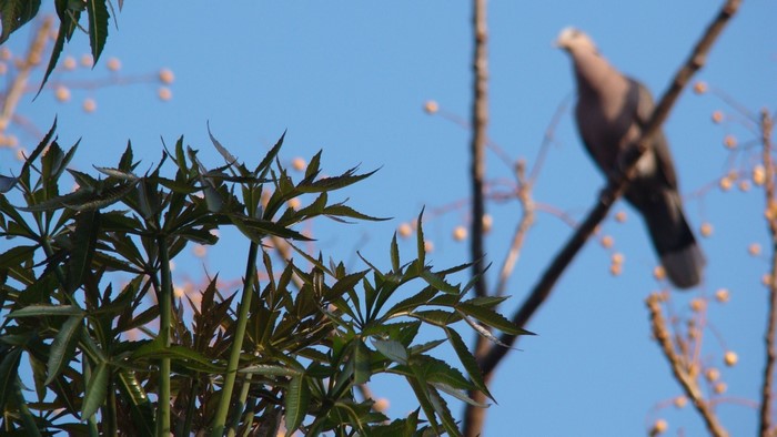 Bird on a branch with green leaves and blue sky