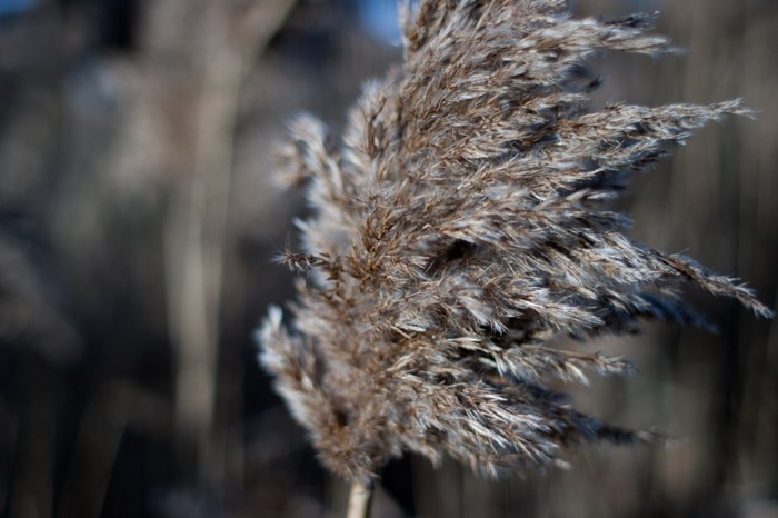 Close-up of a dry reed head in the wind