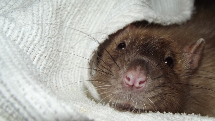 Close up of a brown rat peeking from a white blanket