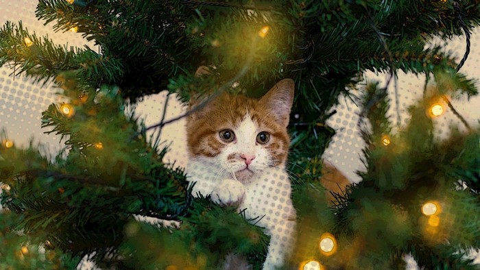 Kitten peeking through a Christmas tree