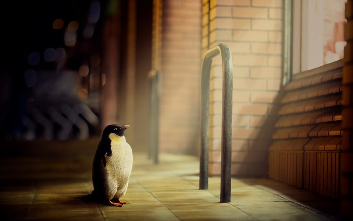 Penguin standing on a sidewalk at night