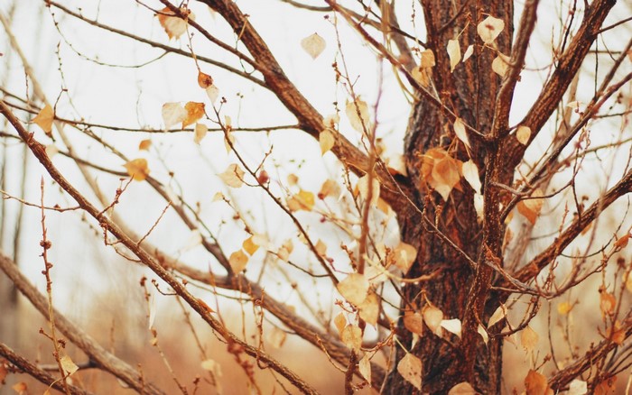 Close-up of a tree with autumn leaves