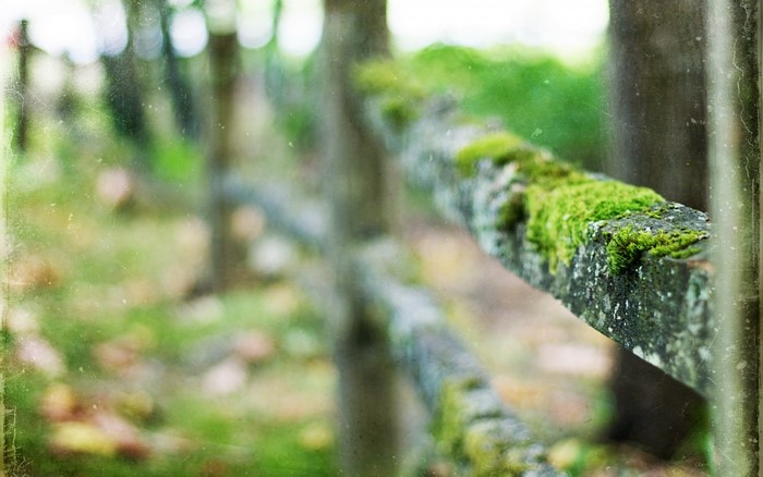 Mossy wooden fence in a forest