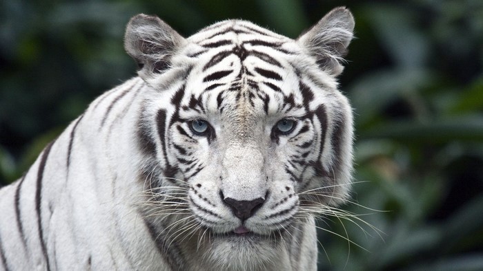 White Tiger with Blue Eyes at Singapore Zoo