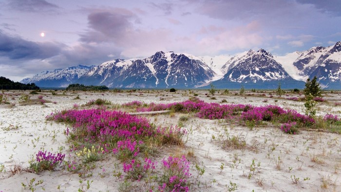 Snow-Capped Mountain Range with Wildflowers and Sand