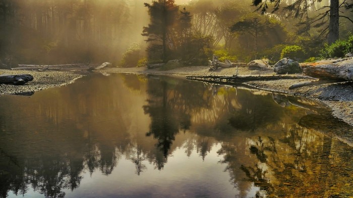 Misty forest reflecting in a calm body of water