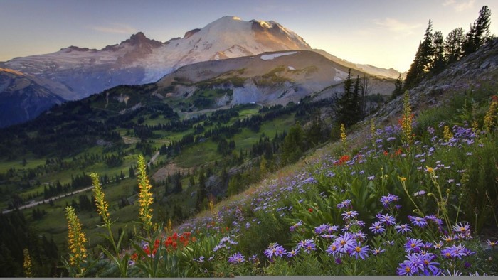 Wildflowers on a mountain slope with Mount Rainier in the background