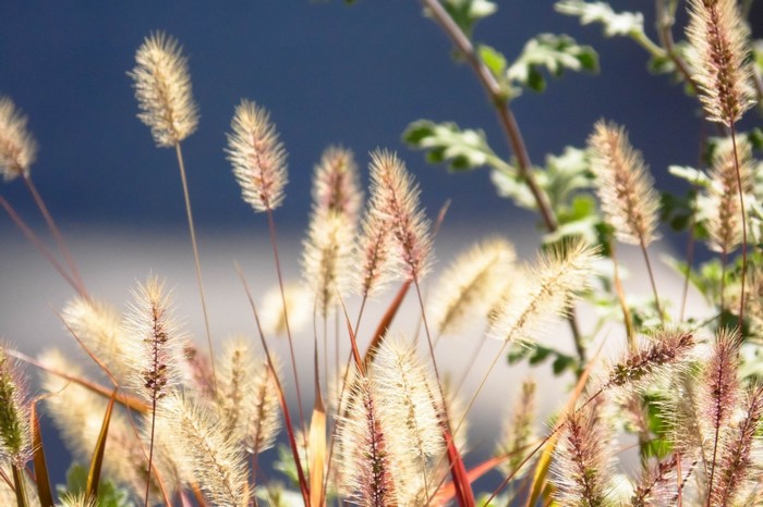 Sunlit Wheat and Grass in a Natural Field