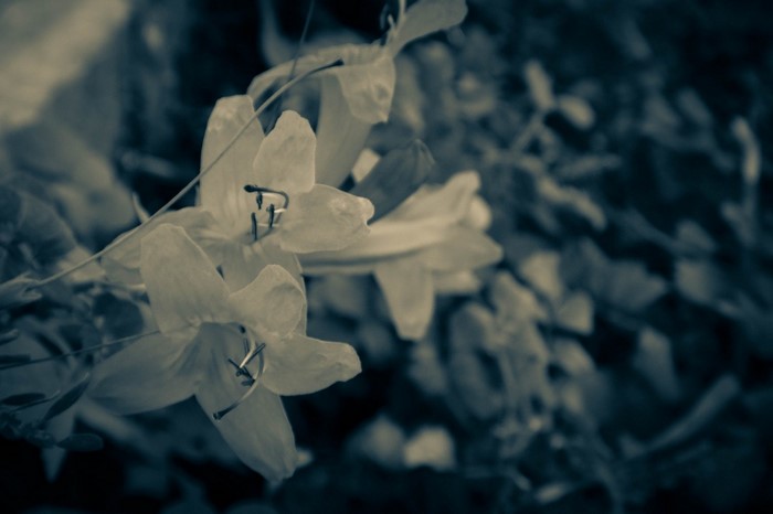 Monochrome close-up of delicate white flowers
