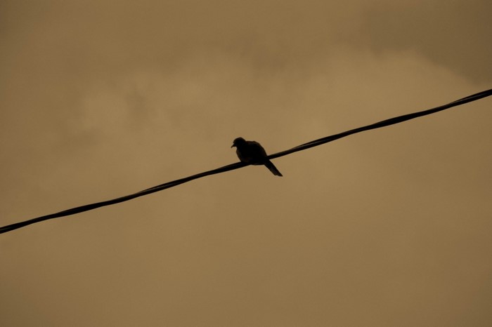 Silhouette of a bird perched on a wire against a cloudy sky