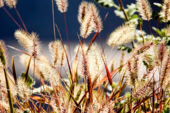 Close-up of foxtail grass seed heads in sunlight