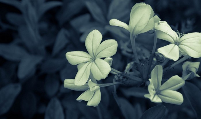 Monochrome close-up of white flowers with dark leaves