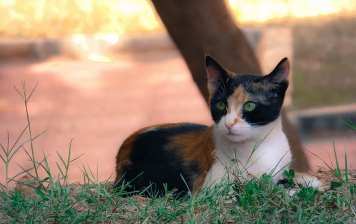 Calico cat with green eyes lying in grass
