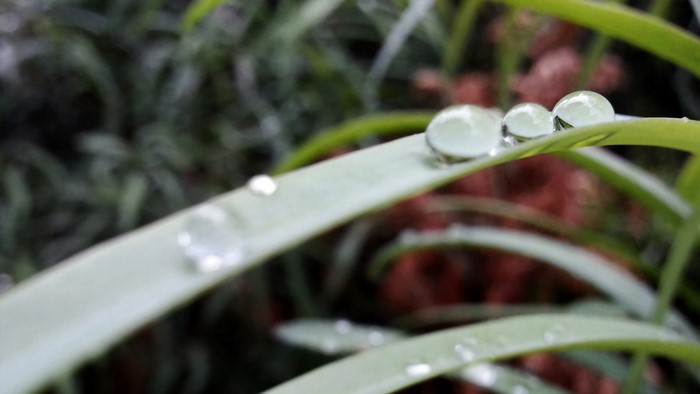 Water drops on a green leaf, macro photography