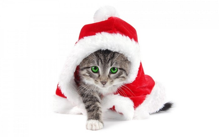 Kitten wearing a Santa hat and costume