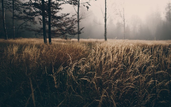 Misty field with tall dry grass and trees