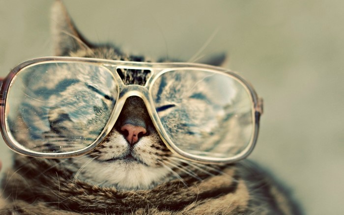 Close up of a tabby cat wearing large sunglasses