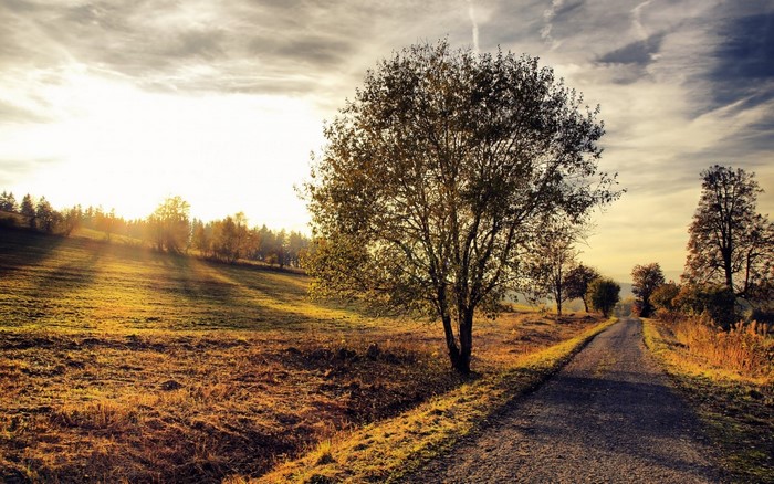 Autumn landscape with a road and trees at sunset
