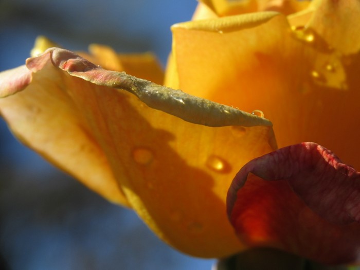 Close-up of yellow rose petals with water drops