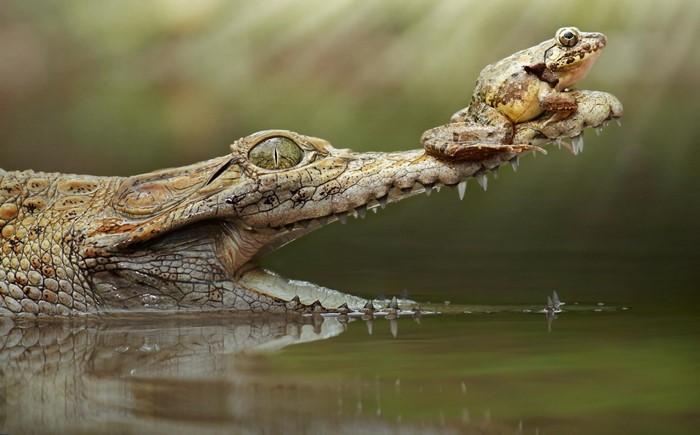 Frog sitting on a crocodile's snout in water