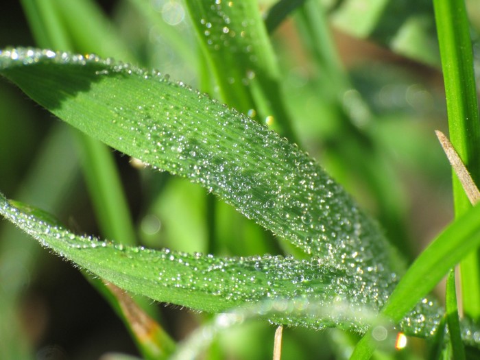 Close-up of grass with dew drops