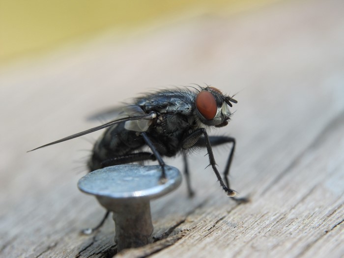 Close-up of a fly on a nail