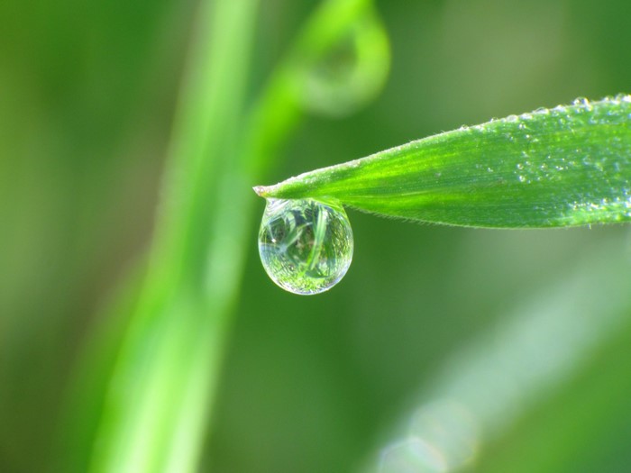 water, nature, grass, photography, water drops, green, dew, leaf ...