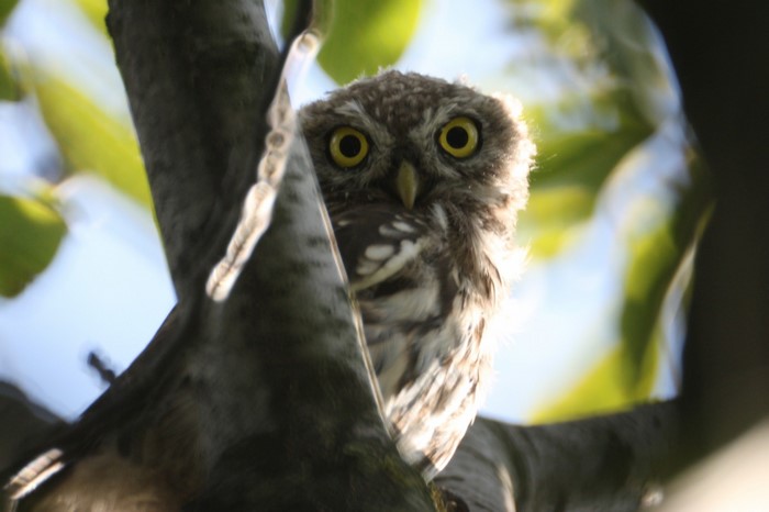 A small owl with yellow eyes peeks from behind a tree branch