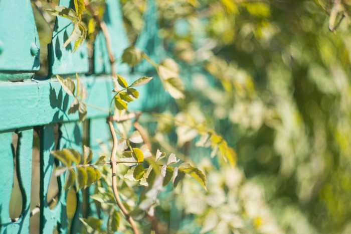 Green leaves on a turquoise fence with bokeh background