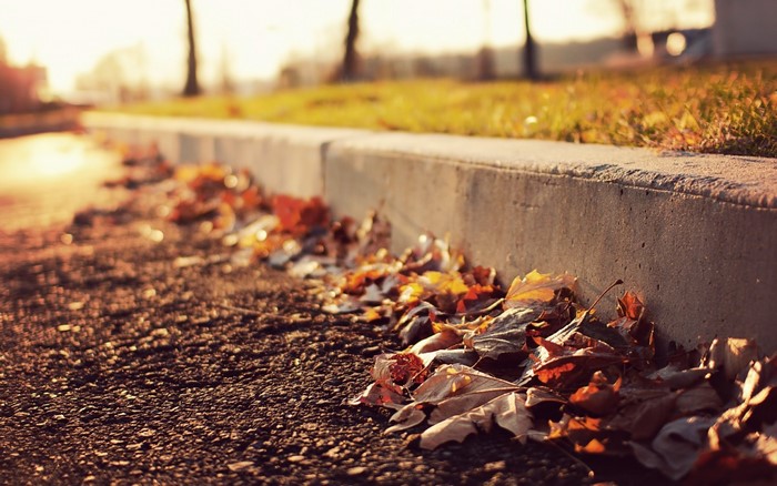 Autumn leaves on the curb in morning sunlight