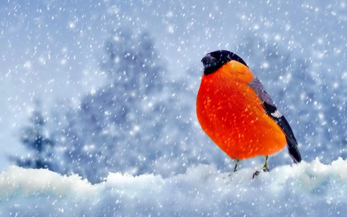 Bullfinch bird perched on snow during snowfall