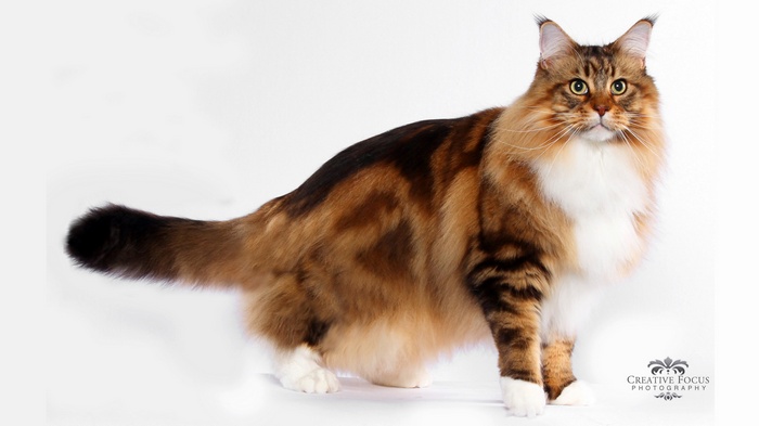 Maine Coon cat with brown and white fur