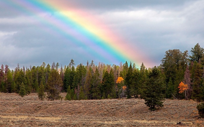 Rainbow over a forest and dry field