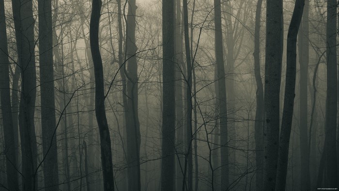 Misty forest with tall trees in monochrome